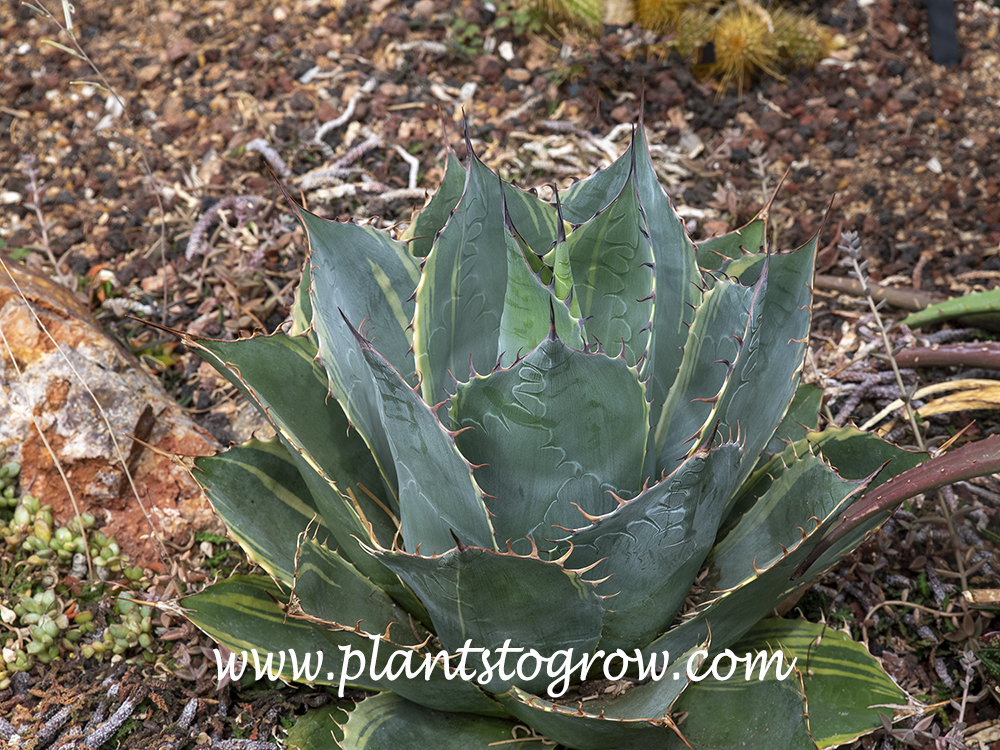 Fireball Variegated Cabbage Head Agave (Agave parrasana)